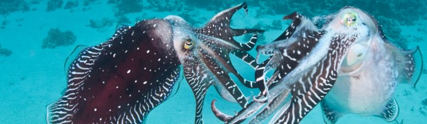 Cuttlefish Confrontation - Photo 1