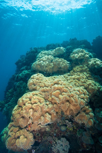 Great diving on Great Barrier Reef